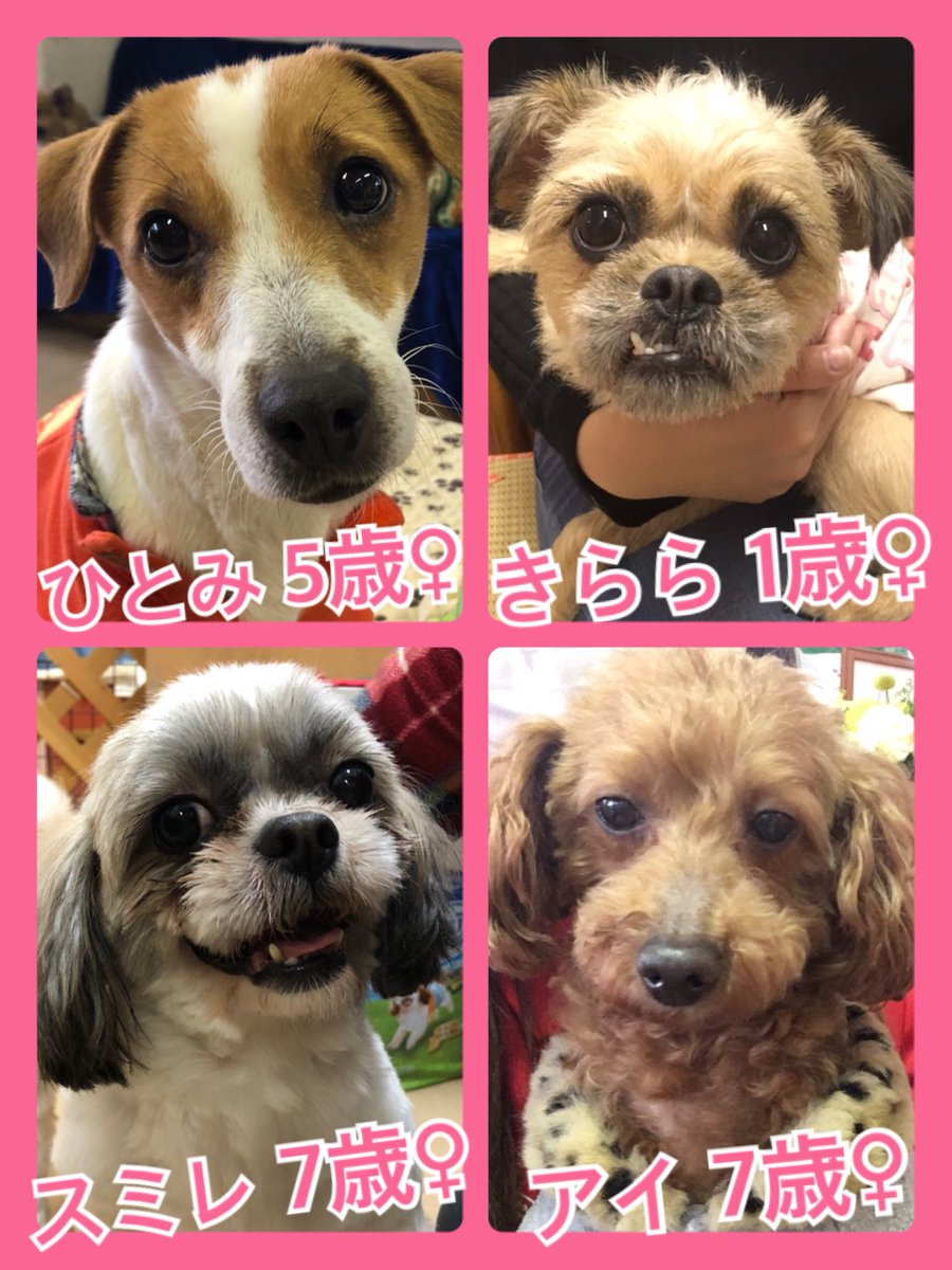 🐾今日の里親様募集中ワンコ🐶メンバーです🐾2019,2,14